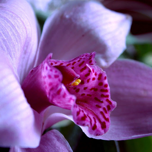 Hd-173438-ascw173438