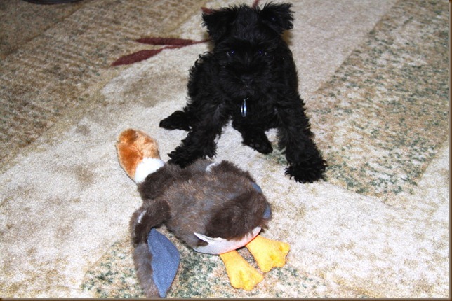 Emmi and her Duck_1