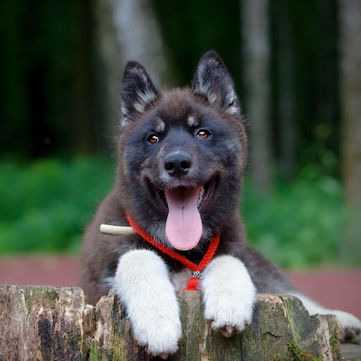 Hd-185656-ascw185656