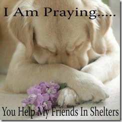 Praying to help friends in shelter