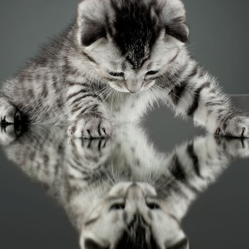 Hd-156454-ascw156454