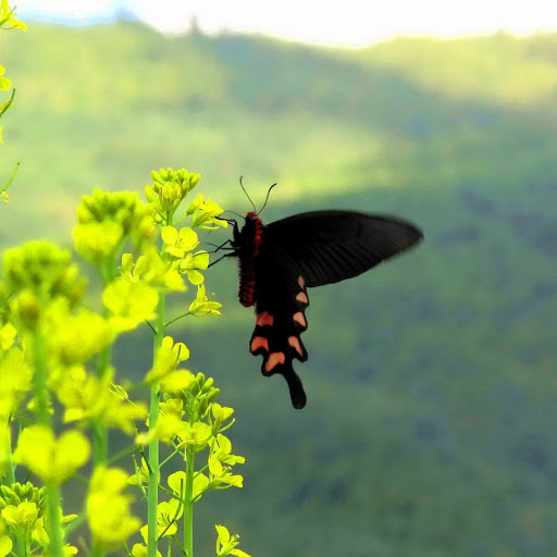 Hd-180141-ascw180141