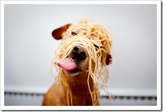 perro-comiendo-pasta 14febrero-net