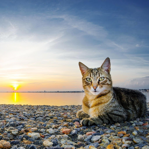 Hd-137471-ascw137471