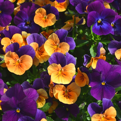 Hd-174686-ascw174686