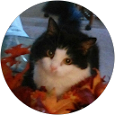 Cat Suesss profile picture