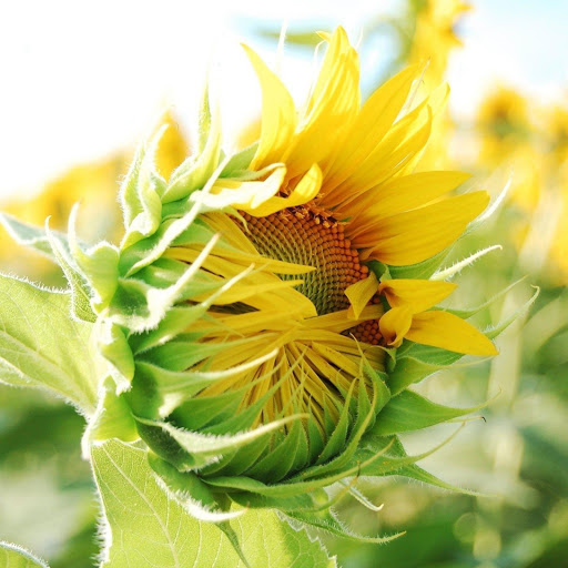 Hd-169641-ascw169641