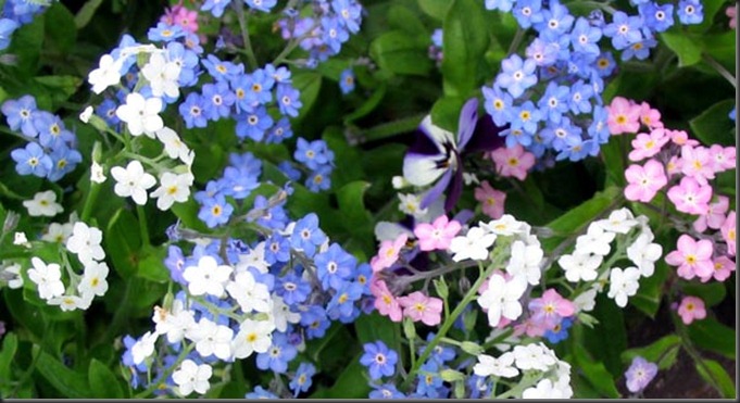forget-me-not-flowers