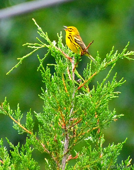 4. prairie warbler-kab 4. prairie warbler-kab