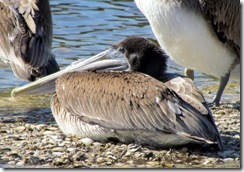 Pelican resting
