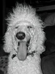 Poodle with Crazy hair and tongue hanging out