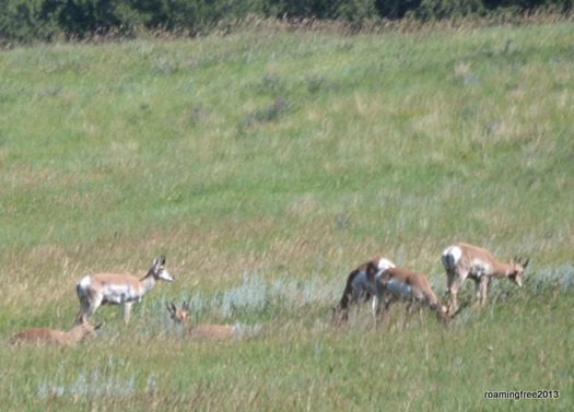 A group of Pronghorn