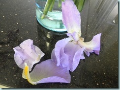 Iris Flowers Mauve