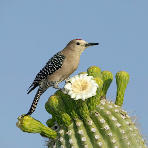 Hd-151227-ascw151227