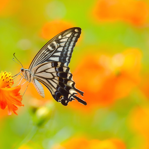 Hd-161672-ascw161672