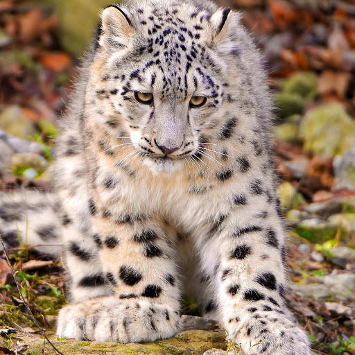 Hd-180433-ascw180433