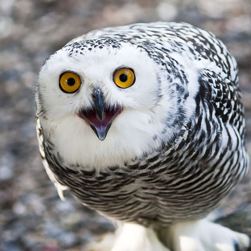 Hd-158230-ascw158230