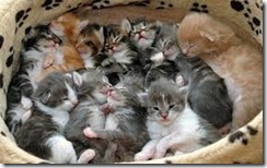 giant litter of kittens