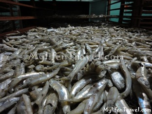 ikan Bilis di Tanjung Dawai 01