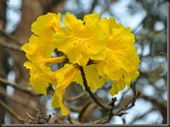 Tabebuia chrysantha Bignoniaceae: Golden Trumpet Tree, เหลืองอินเดีย