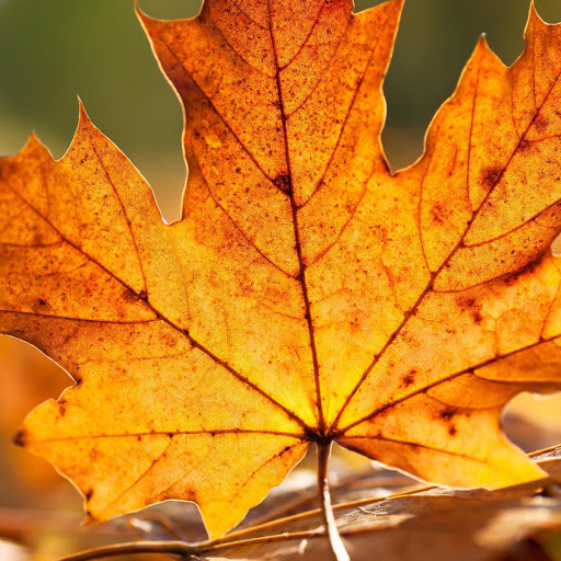 Hd-141264-ascw141264