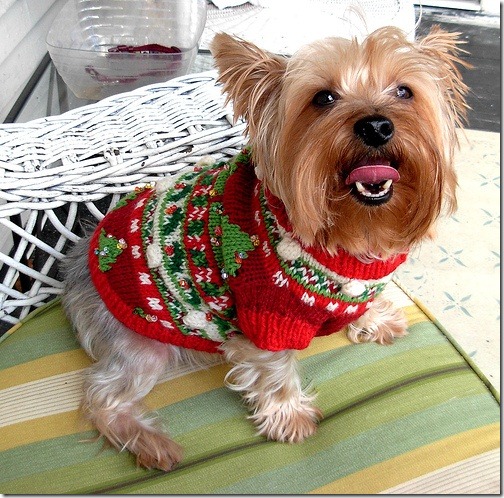 perro gorritos navidad (1)