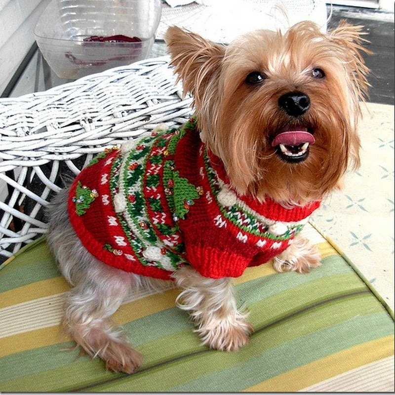 fotos de perros navidad, perros con gorritos de papá Noel
