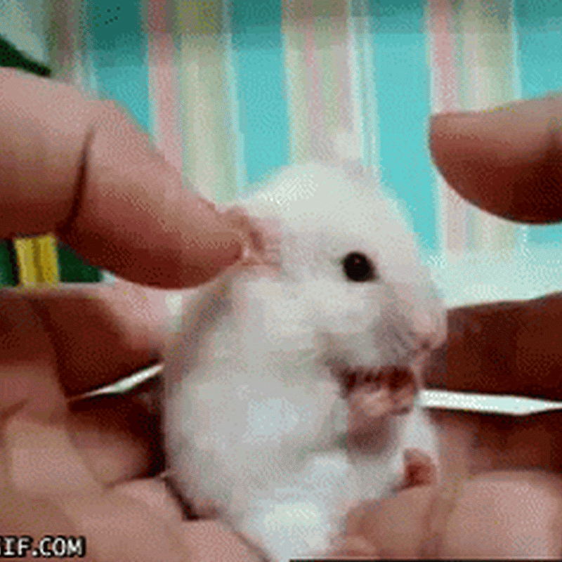 Fotos y gifs de hamsters