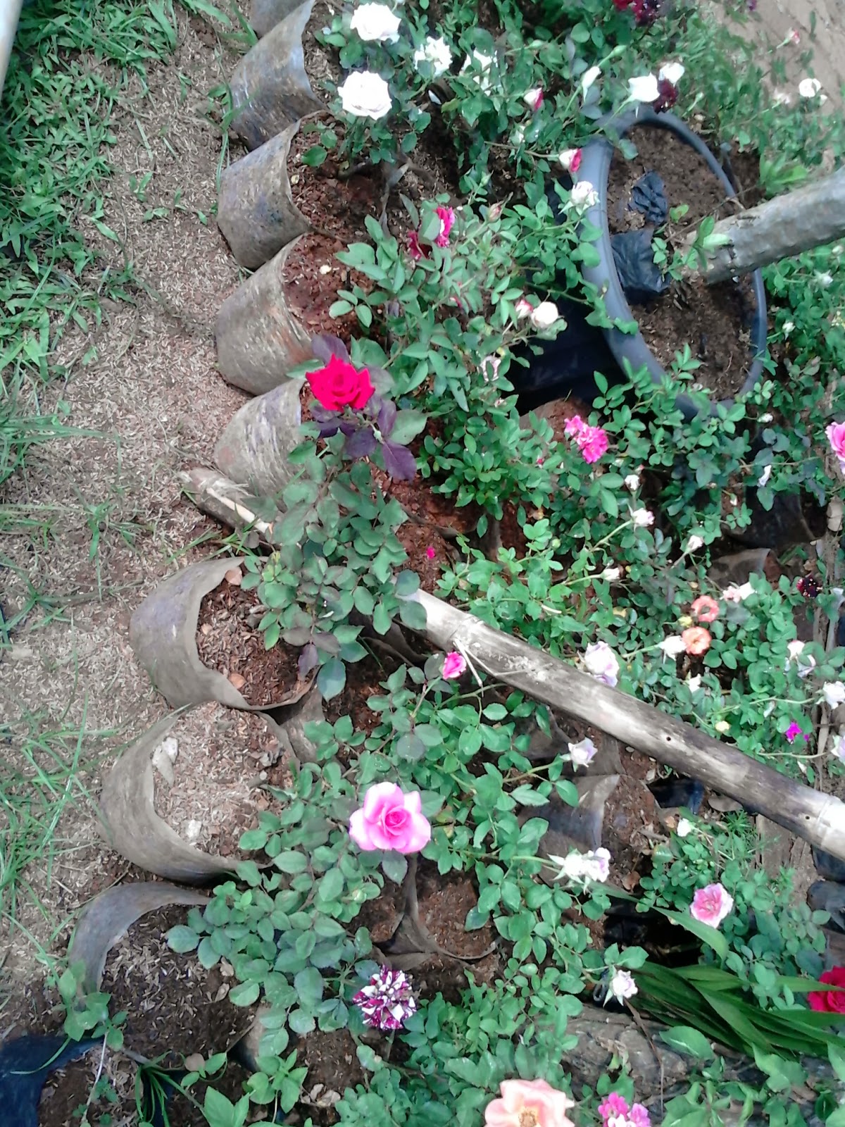  Jual  pohon mawar  dan bunga  mawar  berbagai macam warna  