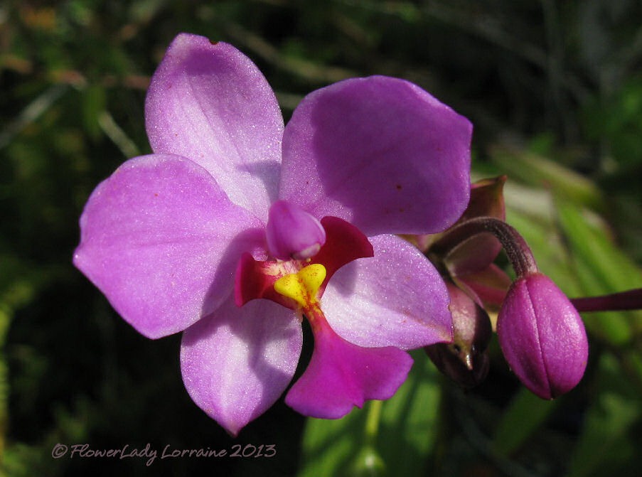 [03-25-ground-orchid%255B4%255D.jpg]