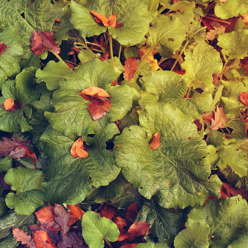 Hd-174497-ascw174497