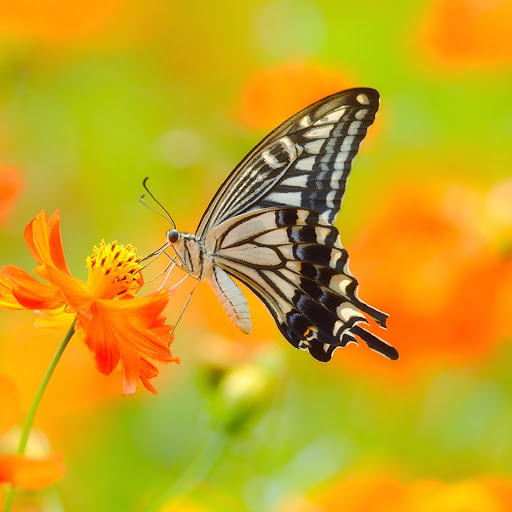 Hd-176952-ascw176952