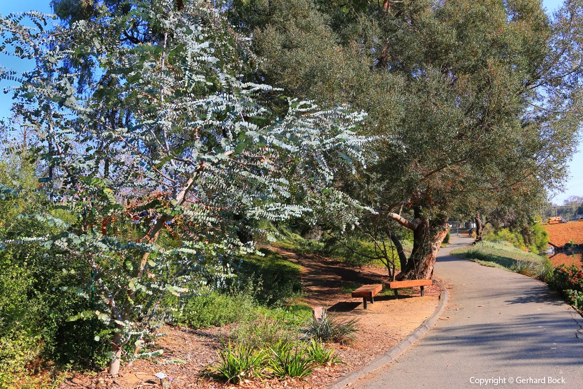 [131124_UCD_Arboretum_AustralianCollection_Eucalyptus-perriniana_04%255B2%255D.jpg]