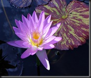 LAVENDER WATER LILY 3