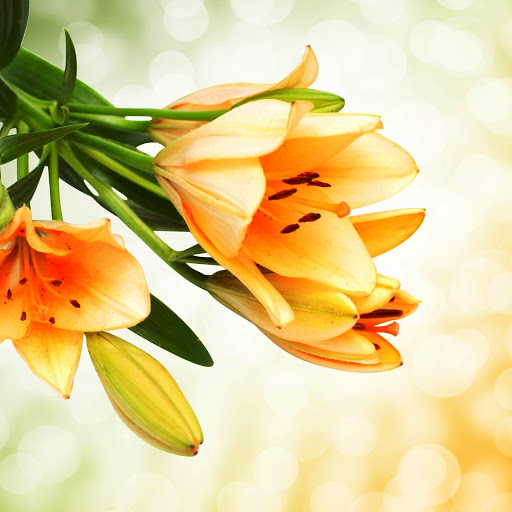 Hd-145917-ascw145917