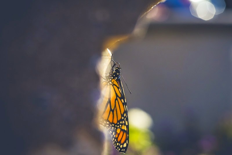 emerging monarchs-2