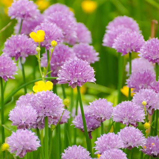 Hd-186251-ascw186251