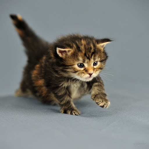 Hd-171493-ascw171493