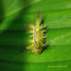 Coconut nettle caterpillar