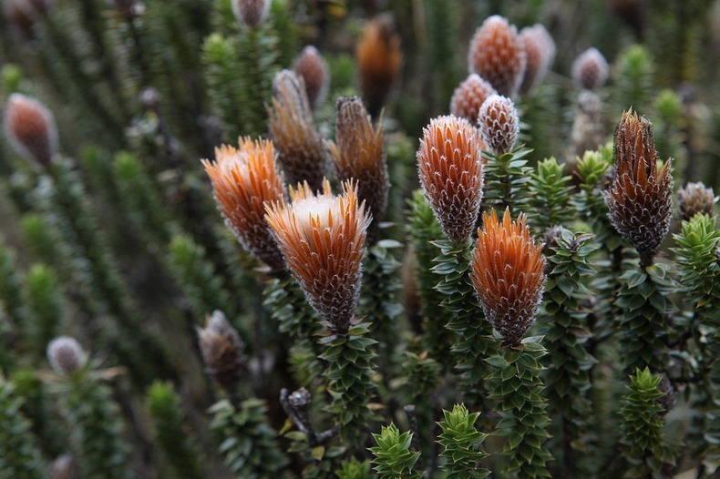 el-angel-paramo-6