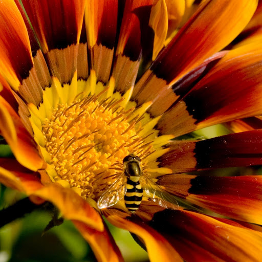 Hd-132933-ascw132933