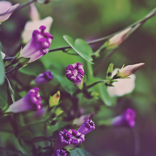 Hd-168010-ascw168010