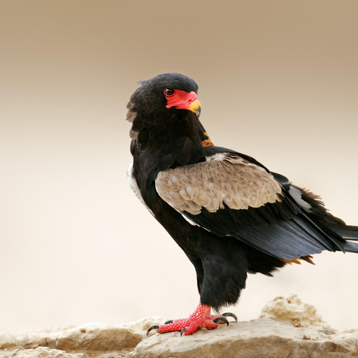 Hd-175943-ascw175943