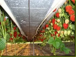 strawberry_fields_lovely_Funzug.org_05