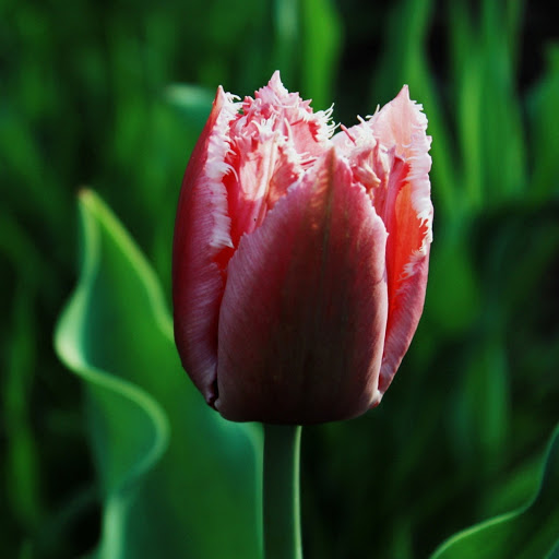 Hd-162570-ascw162570