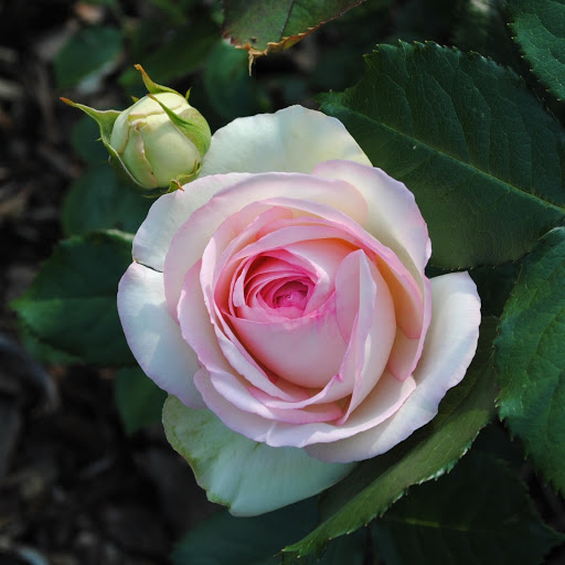 Hd-171847-ascw171847