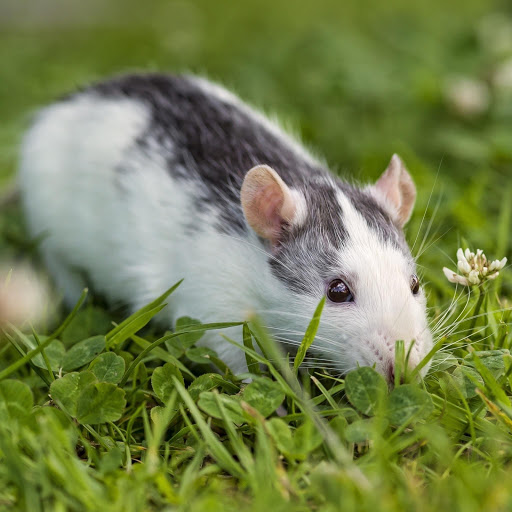 Hd-185259-ascw185259