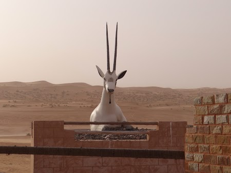 12. Arabian Oryx Camp.JPG