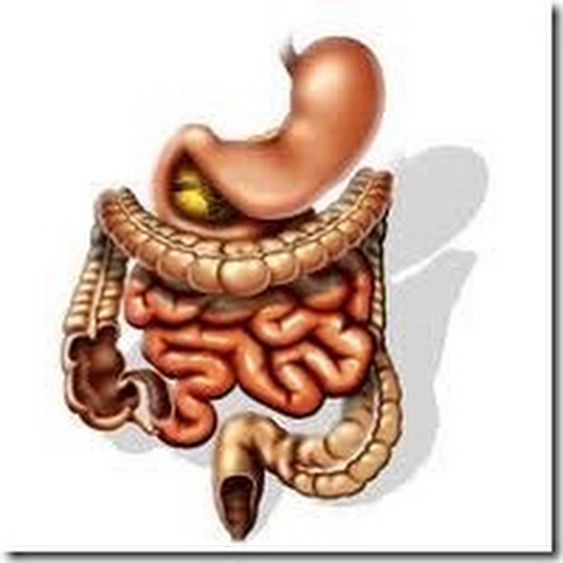 Role of Digestive Enzymes in the Treatment of Barrett’s Esophagus and