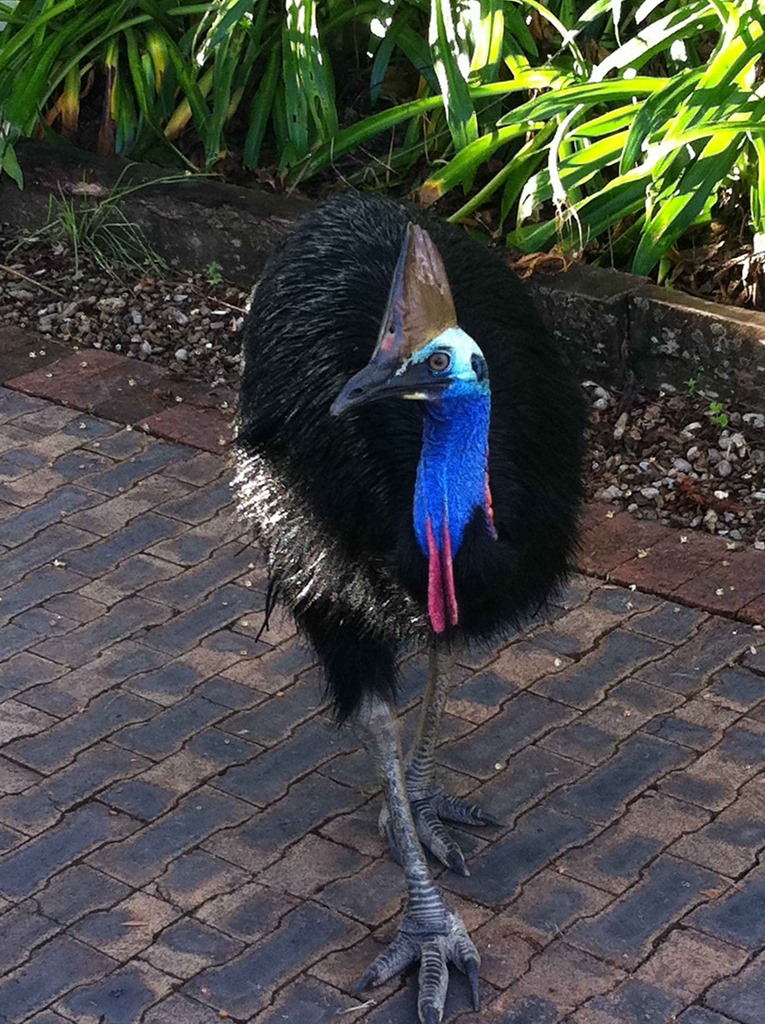 [Amazing%2520Animal%2520Pictures%2520The%2520cassowary%2520%25287%2529%255B11%255D.jpg]